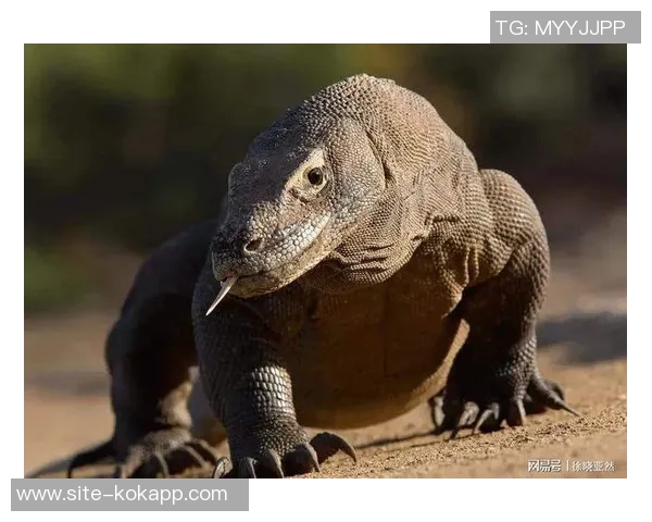 意媒曝菲尔克鲁格客战科莫遭窃房间物品原本无需参赛引发关注